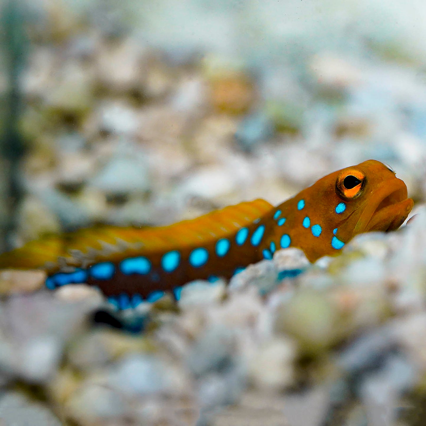 Blue Dot Jawfish 2.5" WYSIWYG