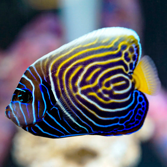 Emperor Angelfish Transitioning 4.5" WYSIWYG