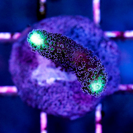 Stylophora Coral Frag - Almost WYSIWYG