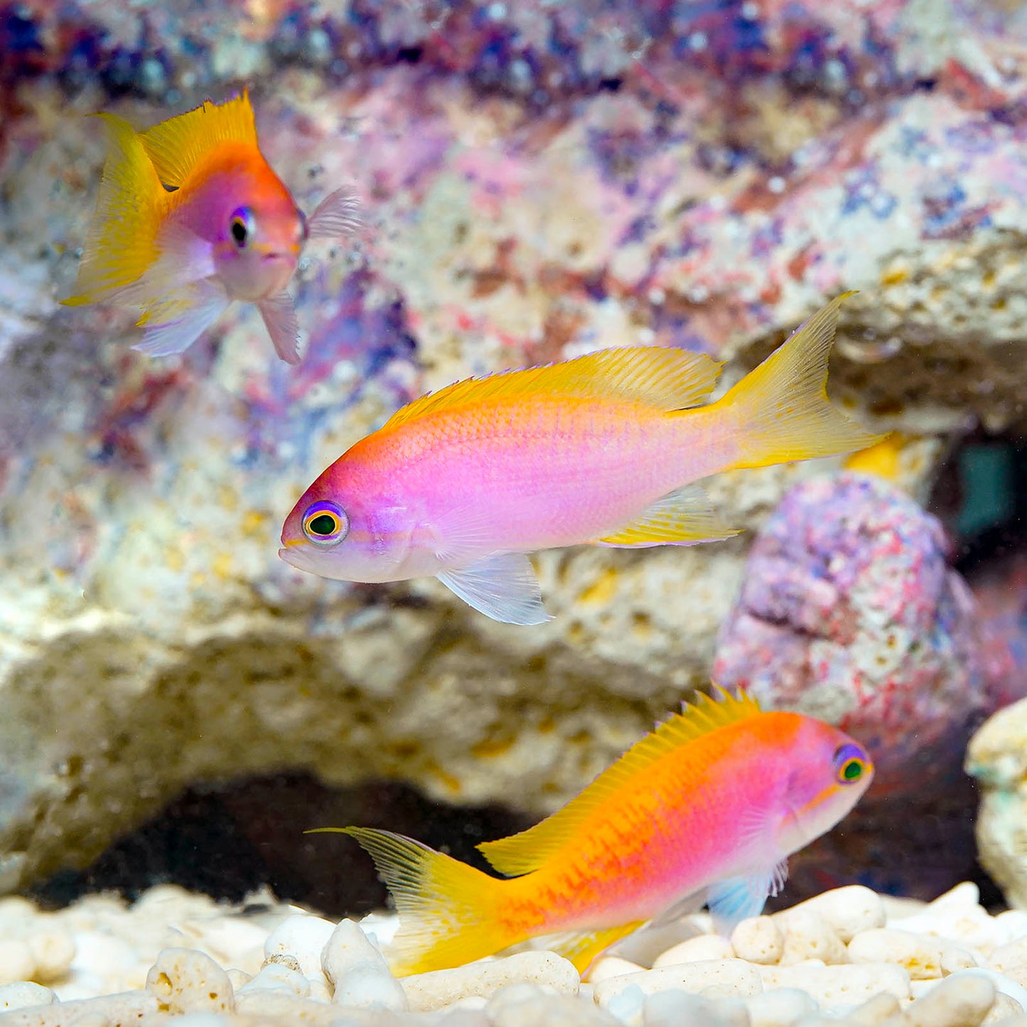Bimaculatus Anthias Female 3-Lot 2" WYSIWYG
