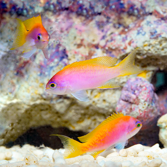 Bimaculatus Anthias Female 3-Lot 2" WYSIWYG
