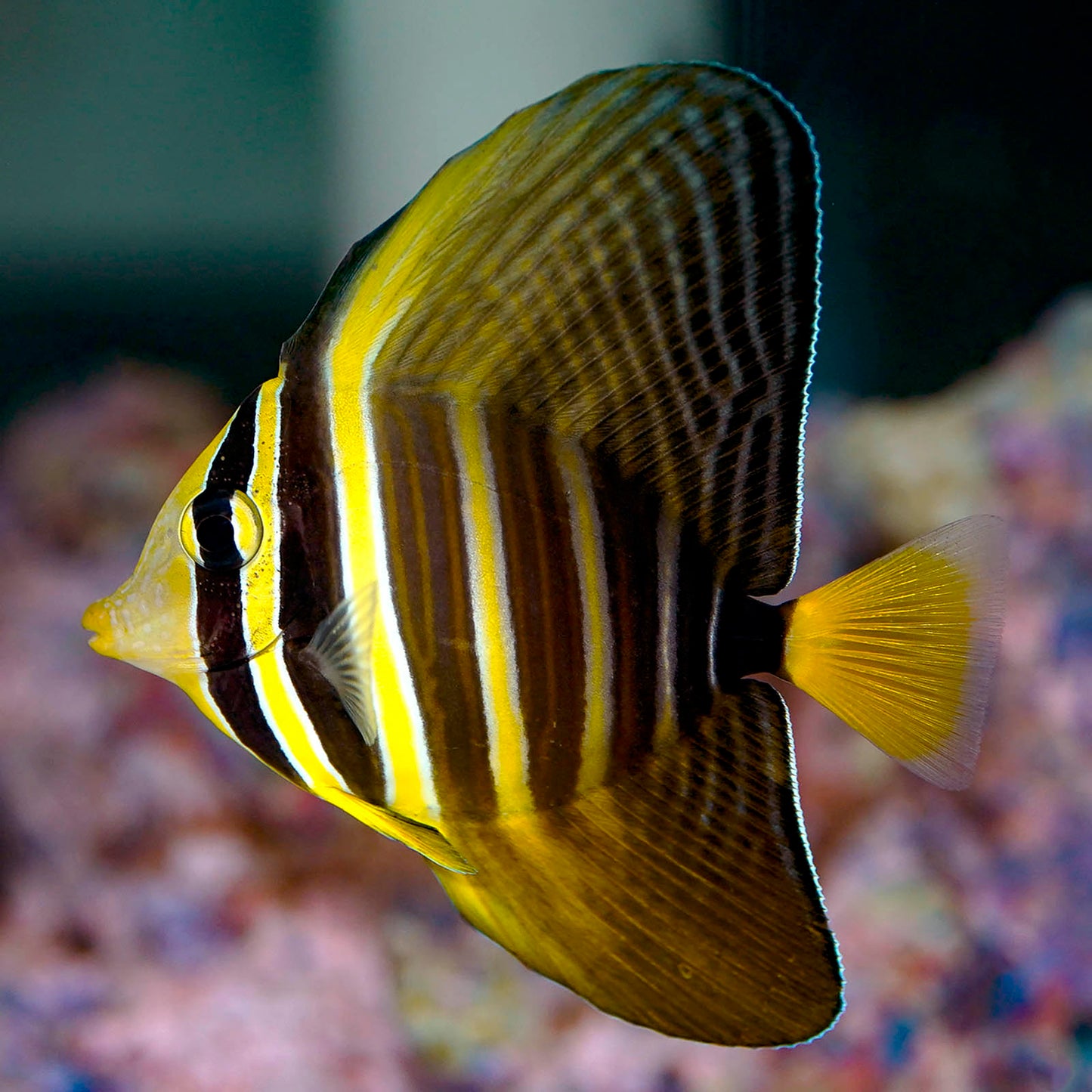 Sailfin Tang 2.75" WYSIWYG