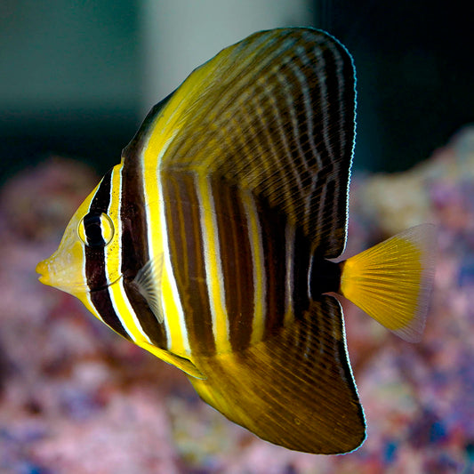 Sailfin Tang 2.75" WYSIWYG