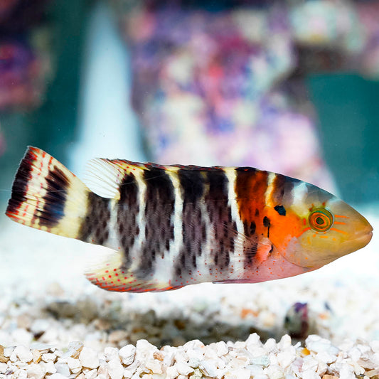 Red Breast Wrasse 4.5" WYSIWYG
