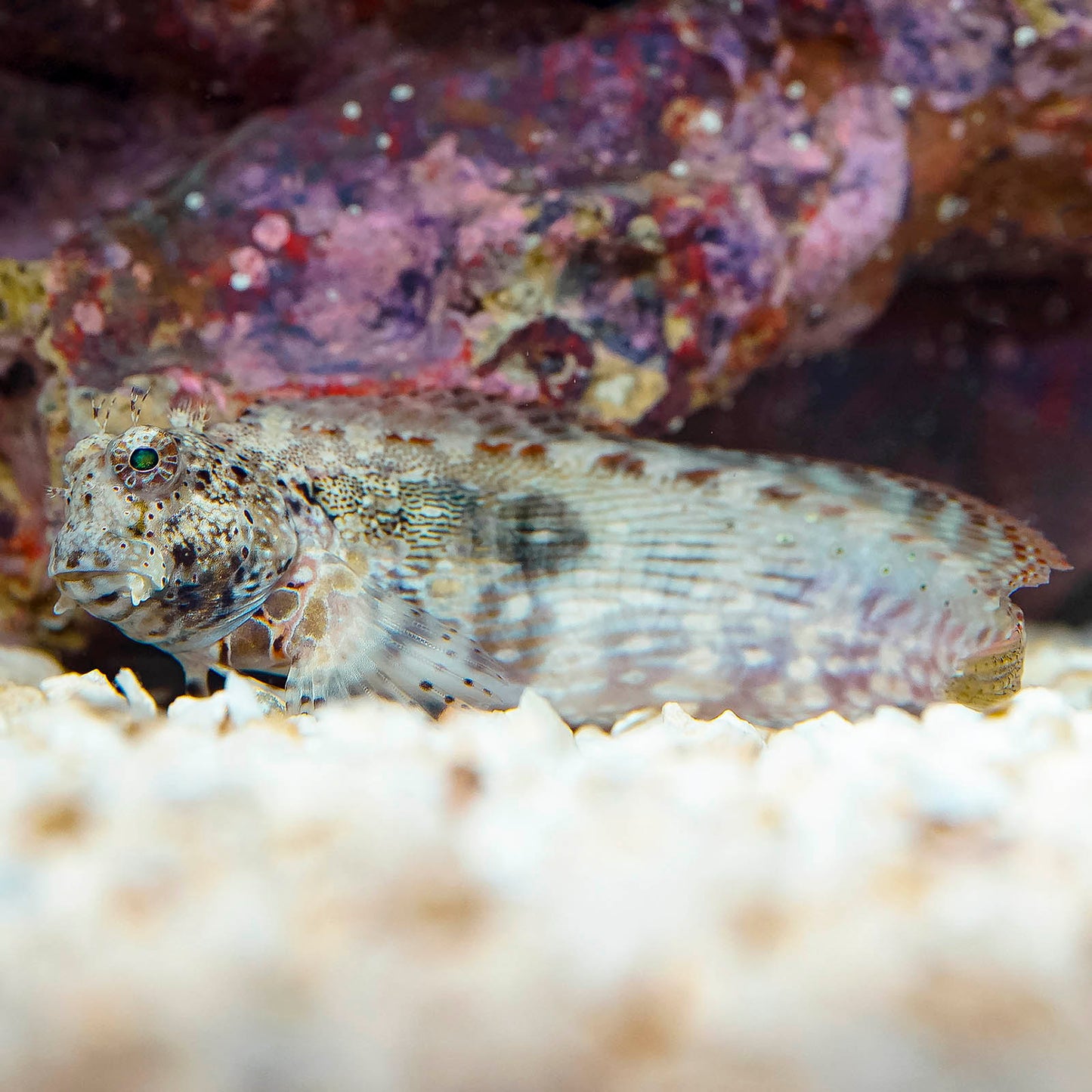 Sailfin/Algae Blenny 4" WYSIWYG