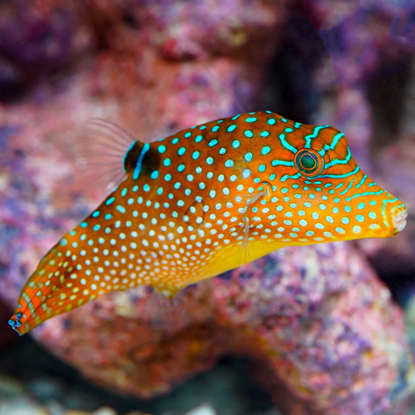 Blue Spotted Puffer 3.5" WYSIWYG