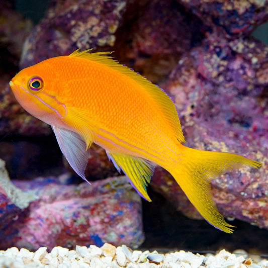 Squareback Anthias, Female 4" WYSIWYG