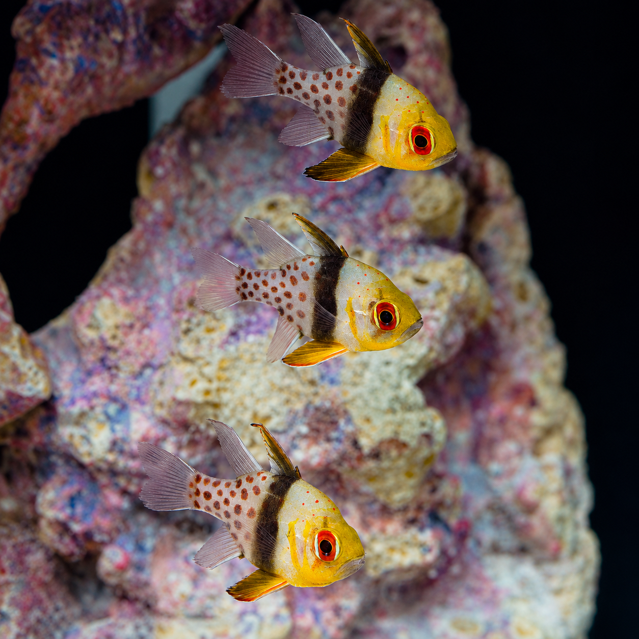 Pajama Cardinalfish 3-Lot 2" to 2.5" WYSIWYG