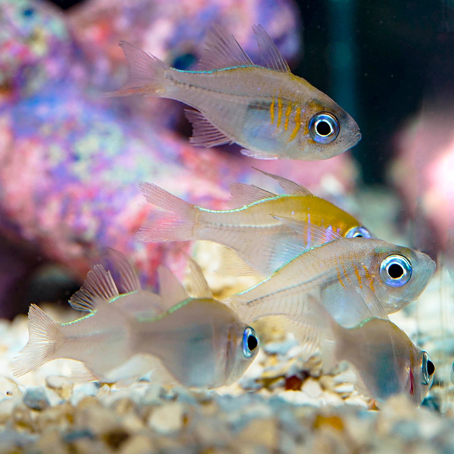 Longspine Cardinalfish Sextet 1.25" WYSIWYG