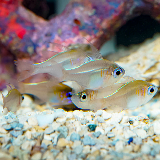 Longspine Cardinalfish Sextet 1.25" WYSIWYG