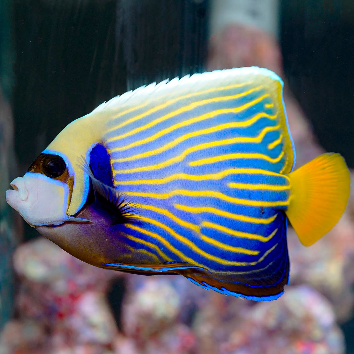 Emperor Angelfish Adult 5.25" WYSIWYG