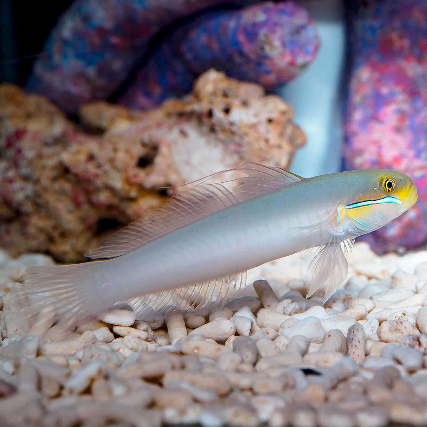 Sleeper Gold Head Goby 5" WYSIWYG