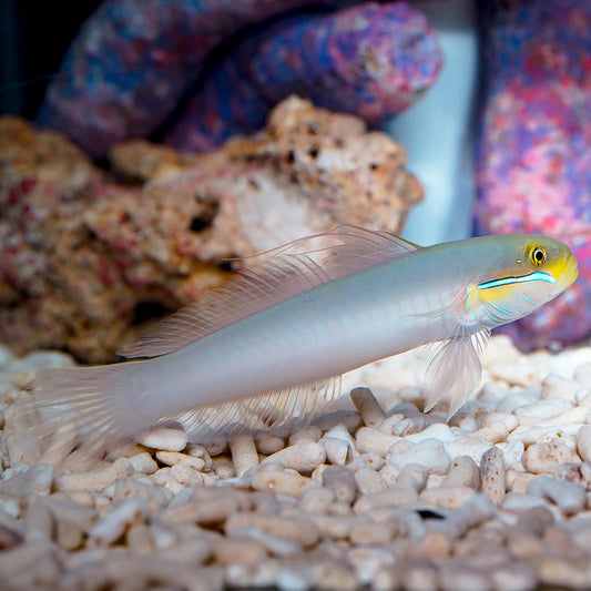 Sleeper Gold Head Goby 5" WYSIWYG