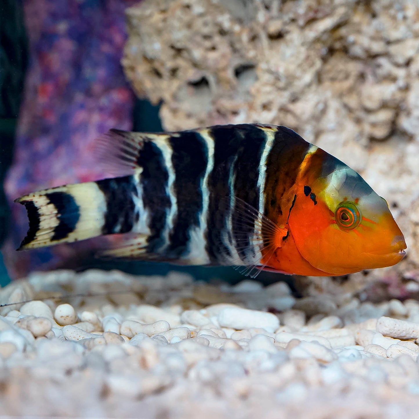 Red Breast Wrasse 6" WYSIWYG