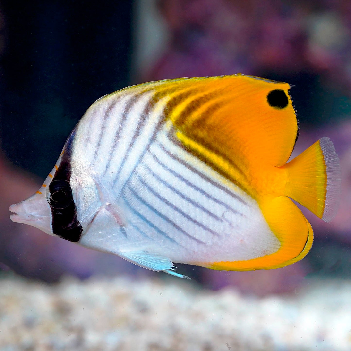 Auriga Butterflyfish 4" WYSIWYG