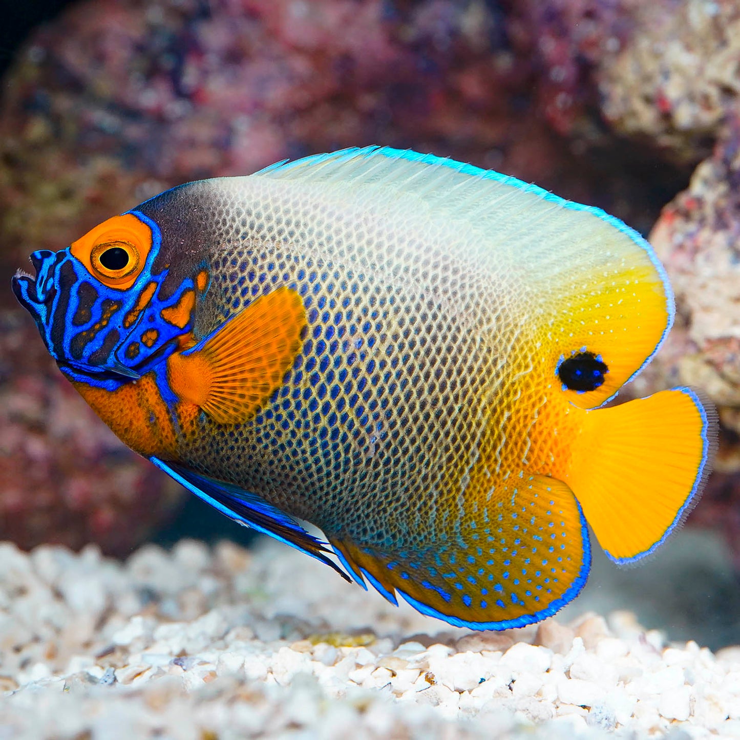 Blueface Angelfish 4.25" WYSIWYG