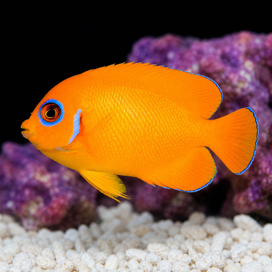 Lemonpeel Angelfish 2.5" WYSIWYG