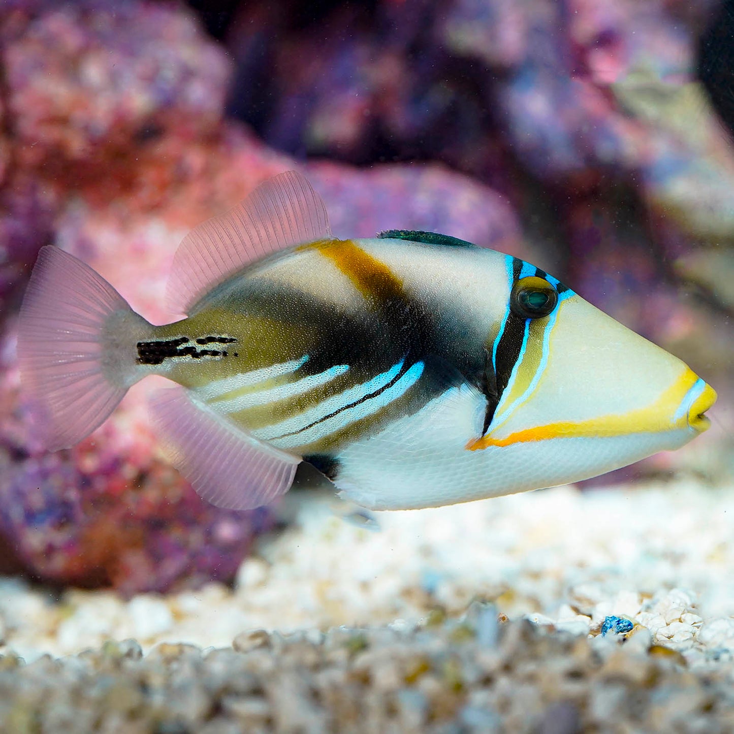 Red Sea Assasi Triggerfish 4.75" WYSIWYG
