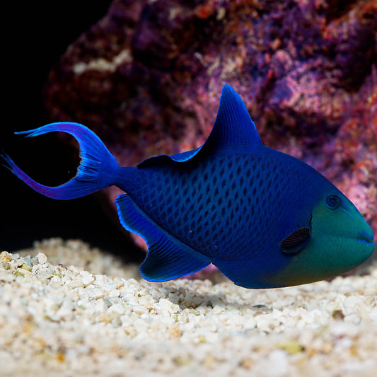Niger Triggerfish 6.5" WYSIWYG