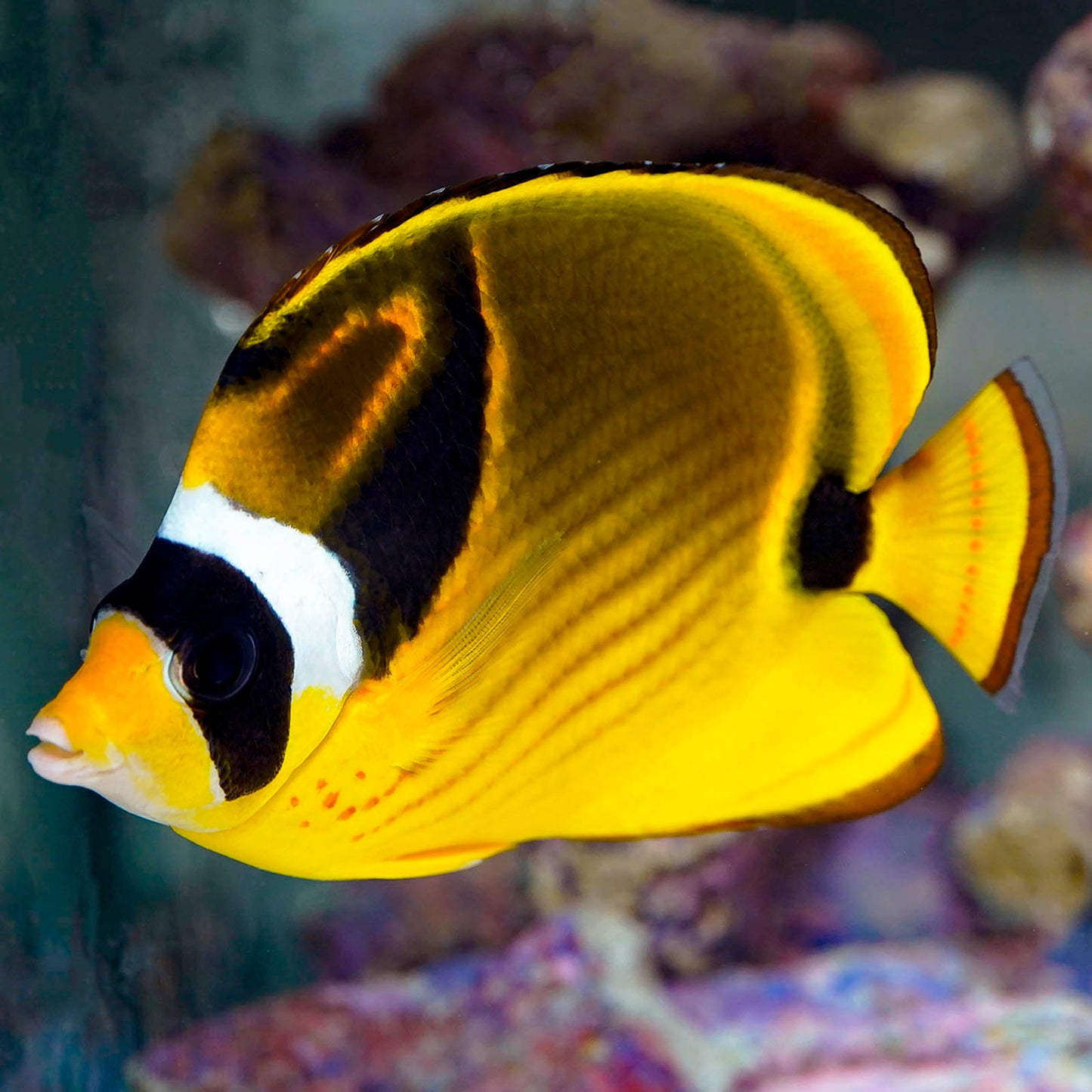 Raccoon Butterflyfish 5.5" WYSIWYG