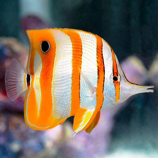 Copperband Butterflyfish 5" WYSIWYG