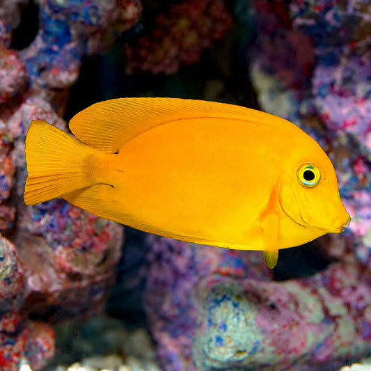 Fijian Mimic Lemon Peel Tang 3.5" WYSIWYG