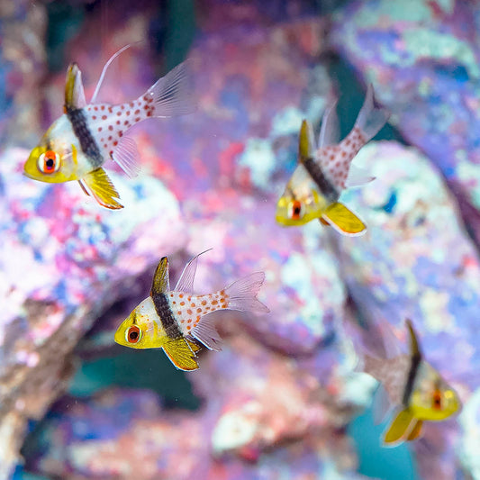 Pajama Cardinalfish 4-Lot 1" to 1-1/2" WYSIWYG