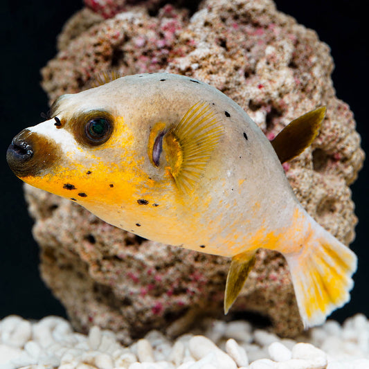 Dogface Puffer 4.75" WYSIWYG