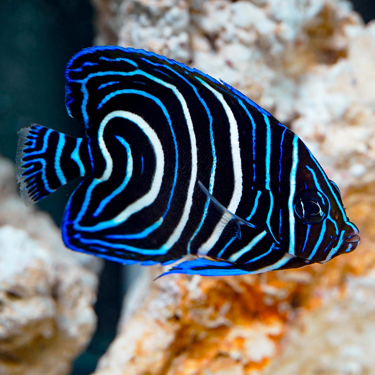 Koran Angelfish Juvenile 3.25" WYSIWYG