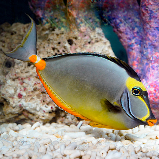 Naso Tang 6" WYSIWYG