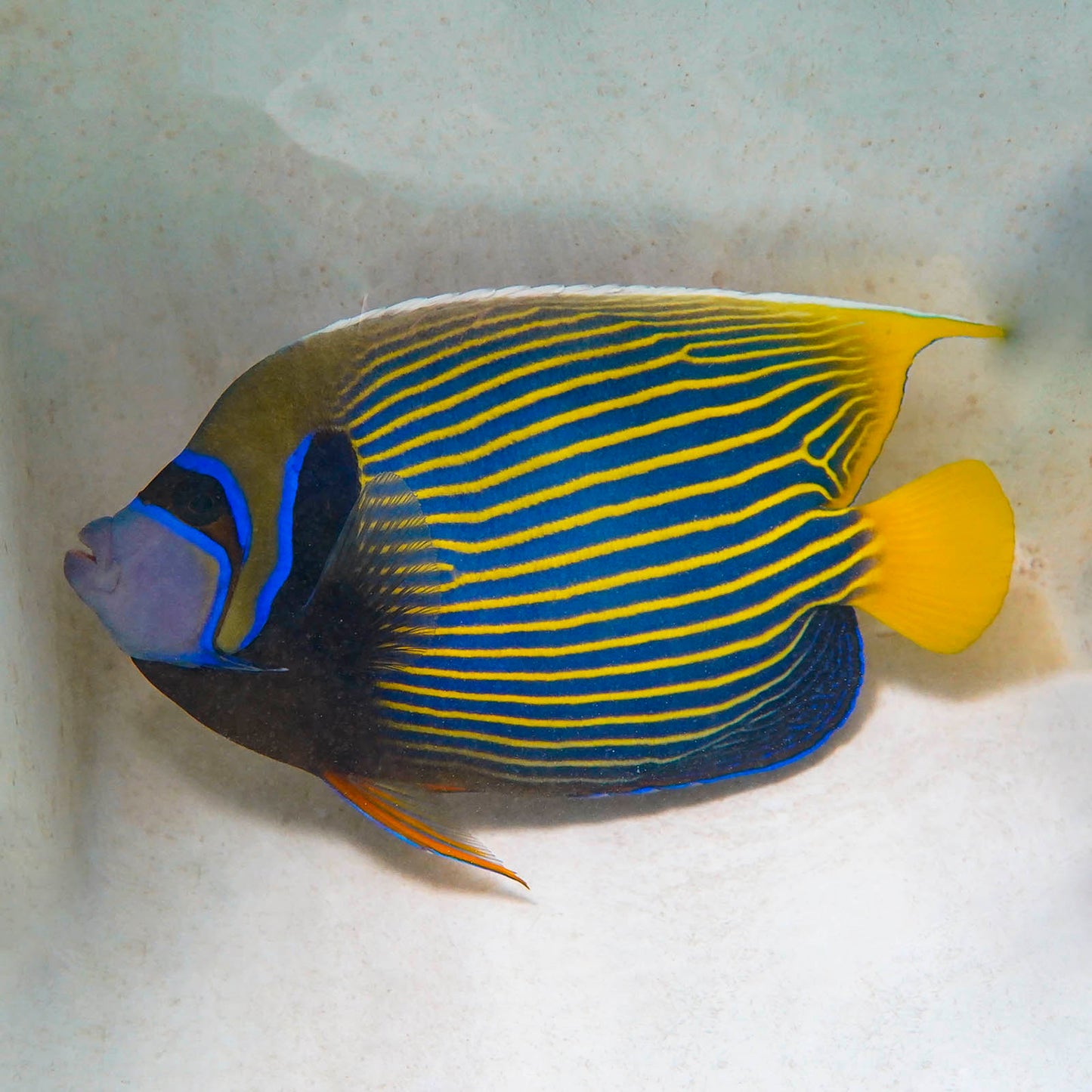 Show Size Emperor Angelfish Adult 10" WYSIWYG