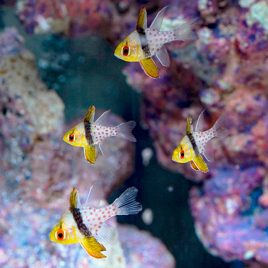 Pajama Cardinalfish 4-Lot 1" to 1/5" WYSIWYG