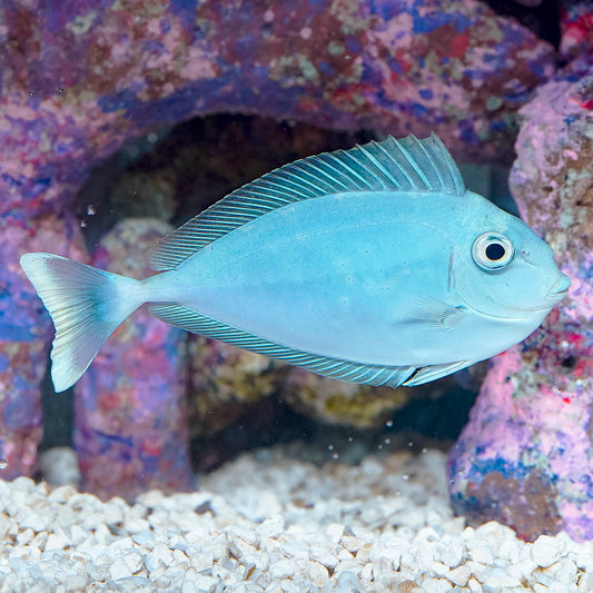 Blue Unicorn Tang 4.75" WYSIWYG