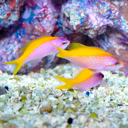 Evansi Anthias 3-Lot 1.75" to 2.5" WYSIWYG