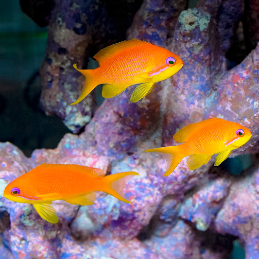 Lyretail Anthias Female 3-Lot 2" to 2.75" WYSIWYG