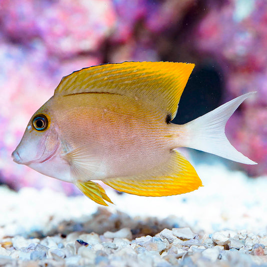 Bristletooth Tomini Tang 3.25" WYSIWYG