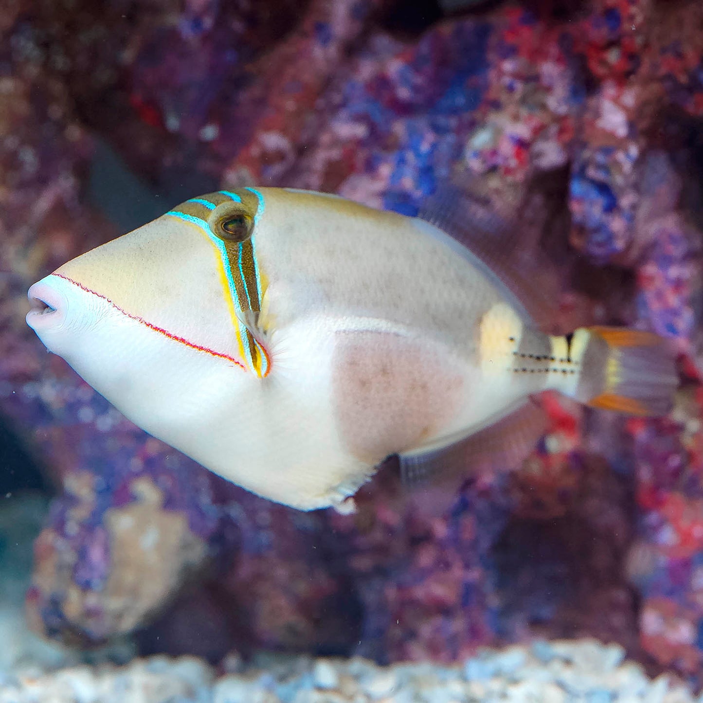 Bursa Triggerfish 3.5" WYSIWYG