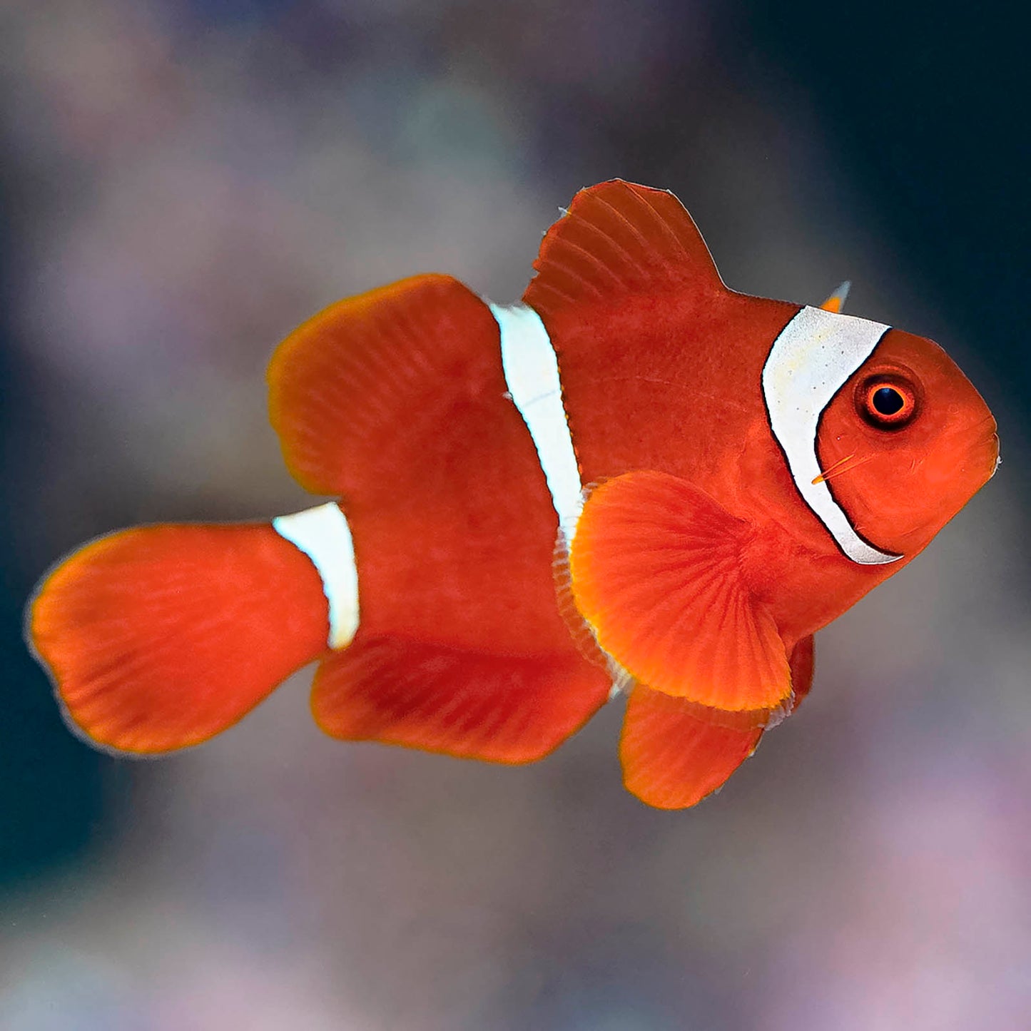 Maroon Clownfish 2.5" WYSIWYG