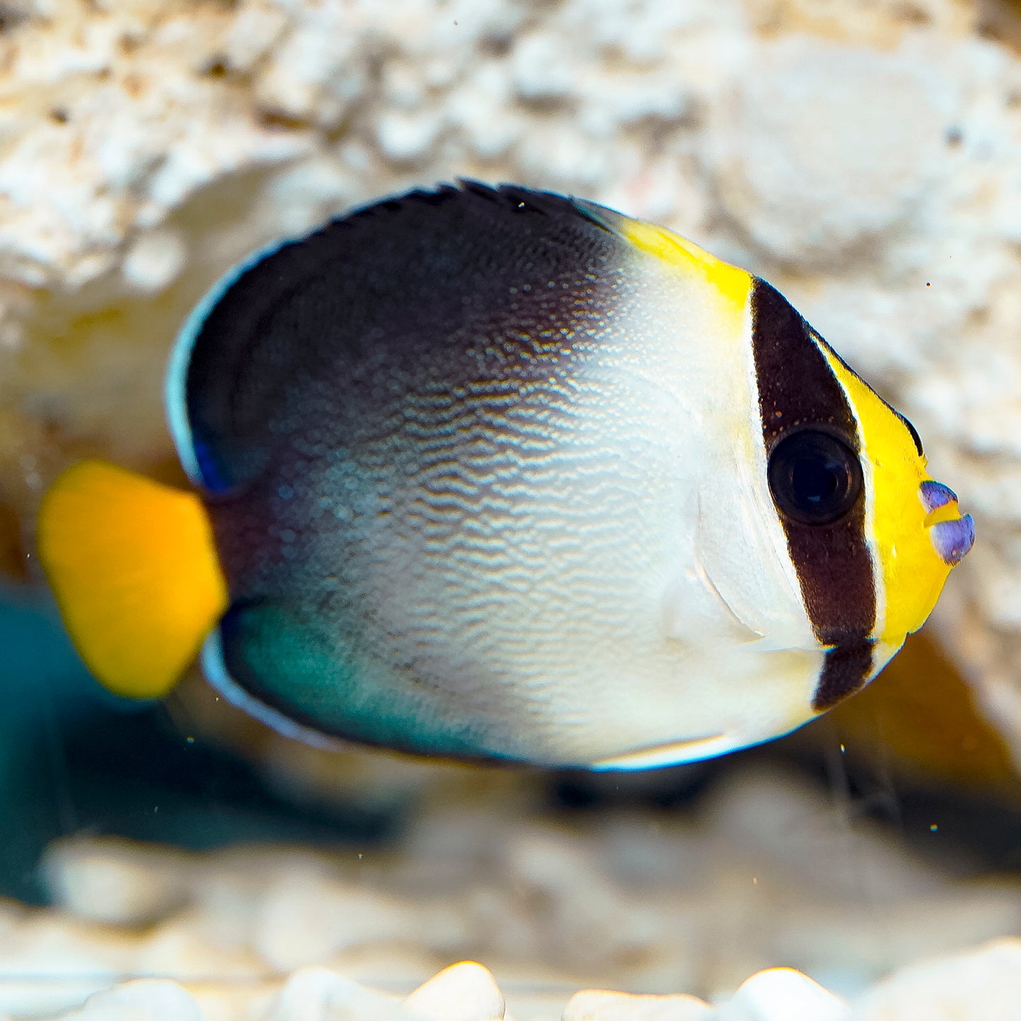 Singapore Angelfish 2.5" WYSIWYG