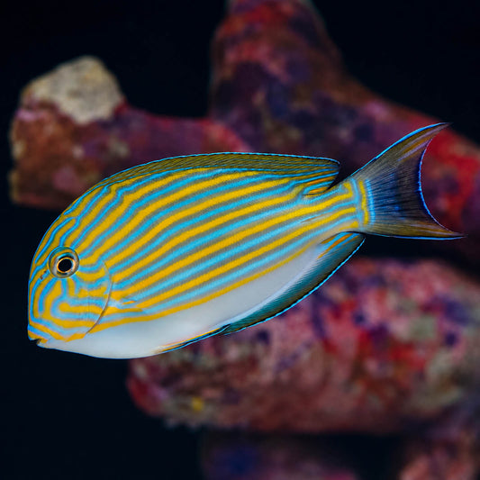 Clown Tang 3" WYSIWYG