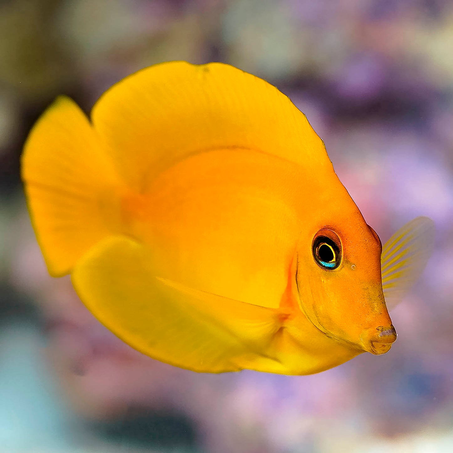 Fijian Mimic Lemon Peel Tang 3.5" WYSIWYG