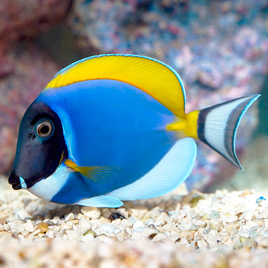 Powder Blue Tang 4.75" WYSIWYG