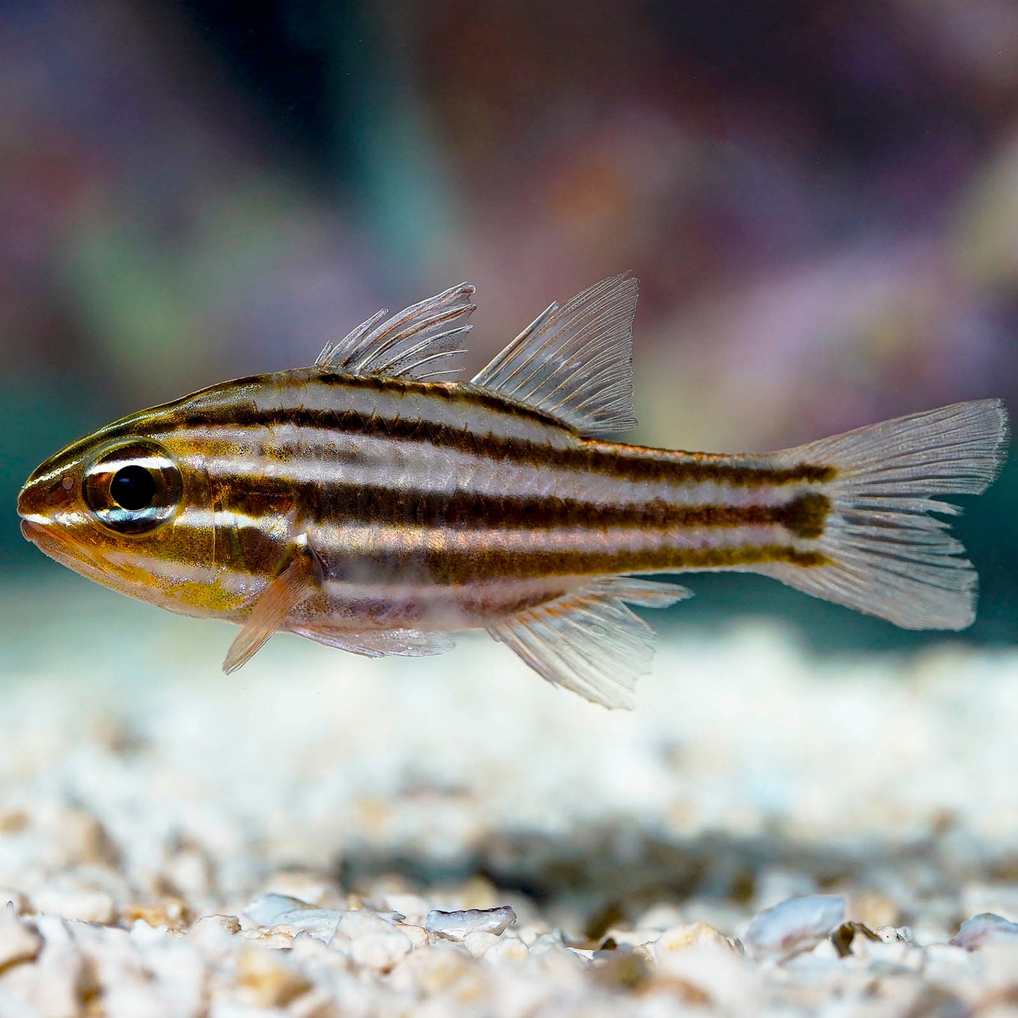 Black Striped Cardinalfish 3" WYSIWYG
