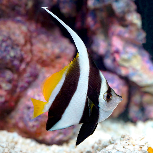 Schooling Bannerfish 3.25" WYSIWYG
