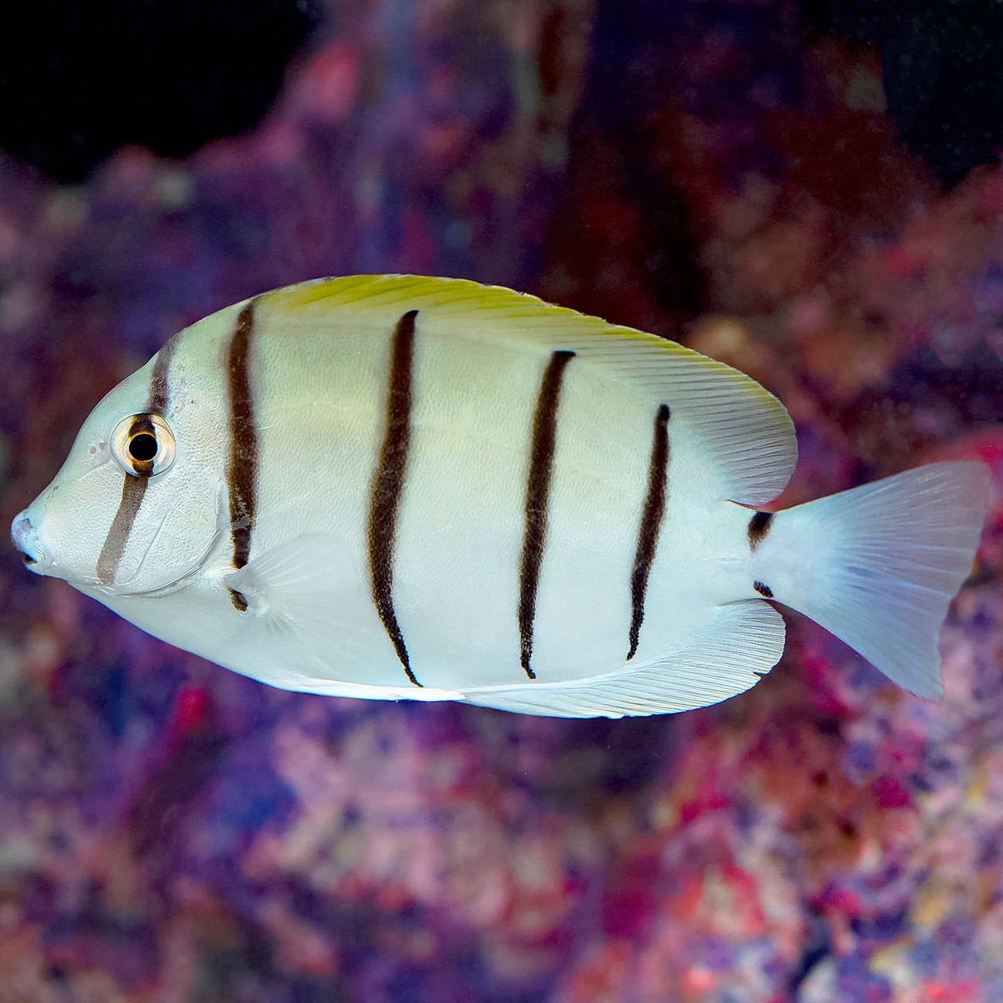 Convict Tang 3.75" WYSIWYG