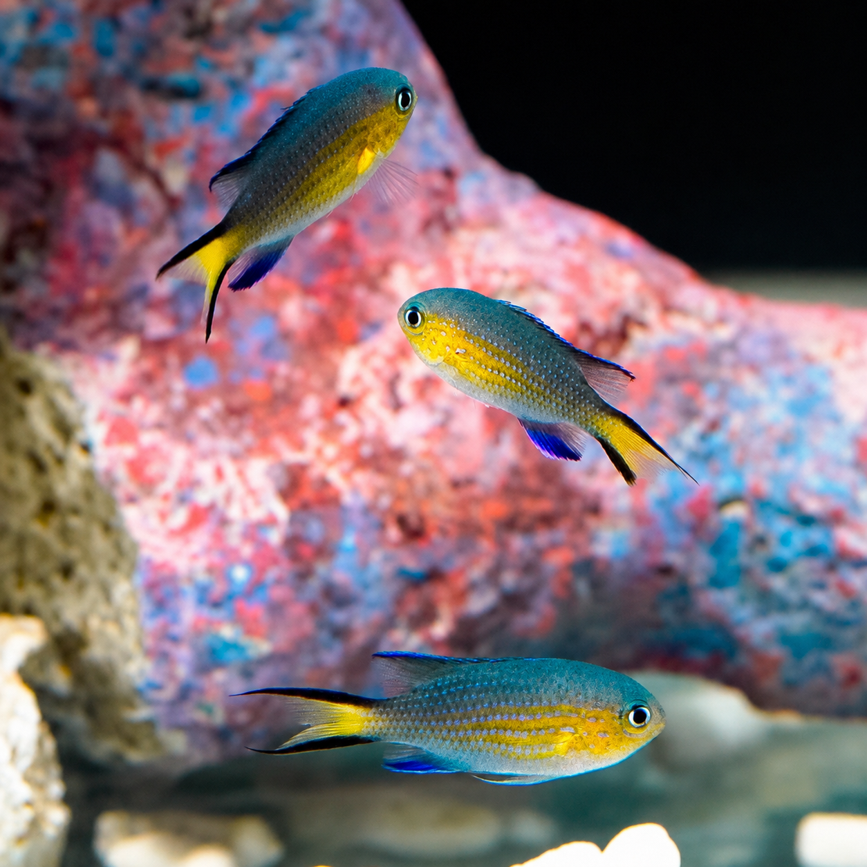 Vanderbilt Chromis 3-Lot 1.25" WYSIWYG
