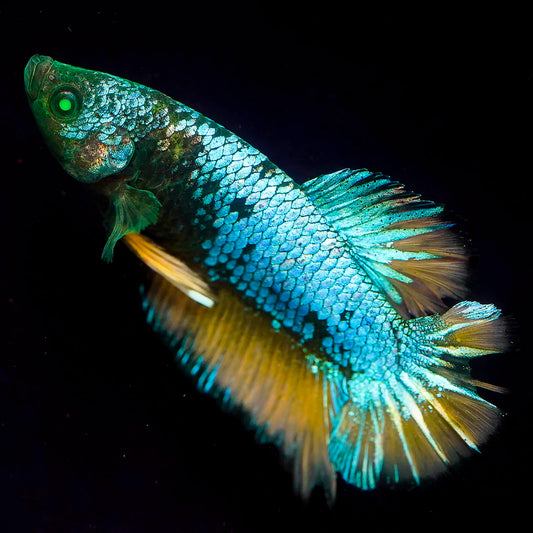 Emerald-Eyed Phantom Betta - Green, Blue & Yellow Plakat WYSIWYG
