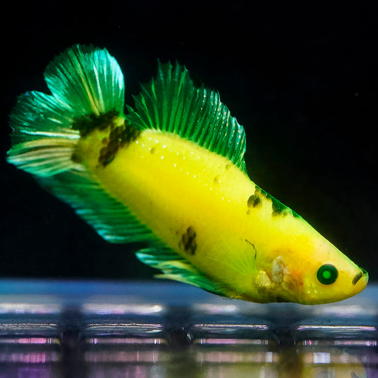 Emerald-Eyed Phantom Betta - Green & Yellow Doubletail Plakat WYSIWYG