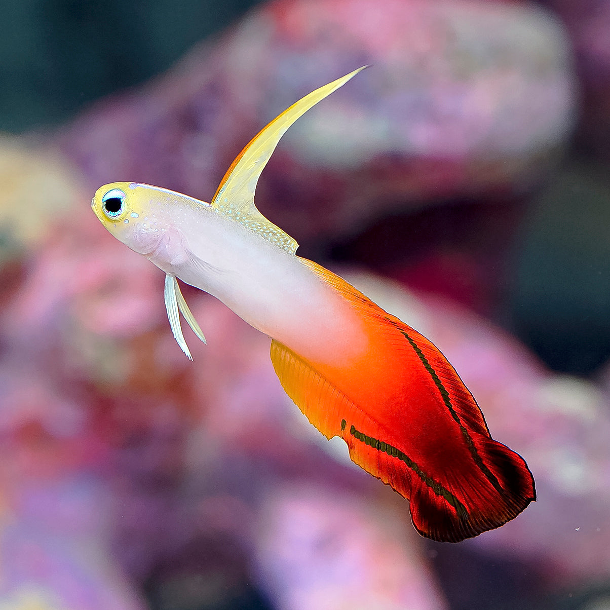 Firefish Goby 2.5" WYSIWYG