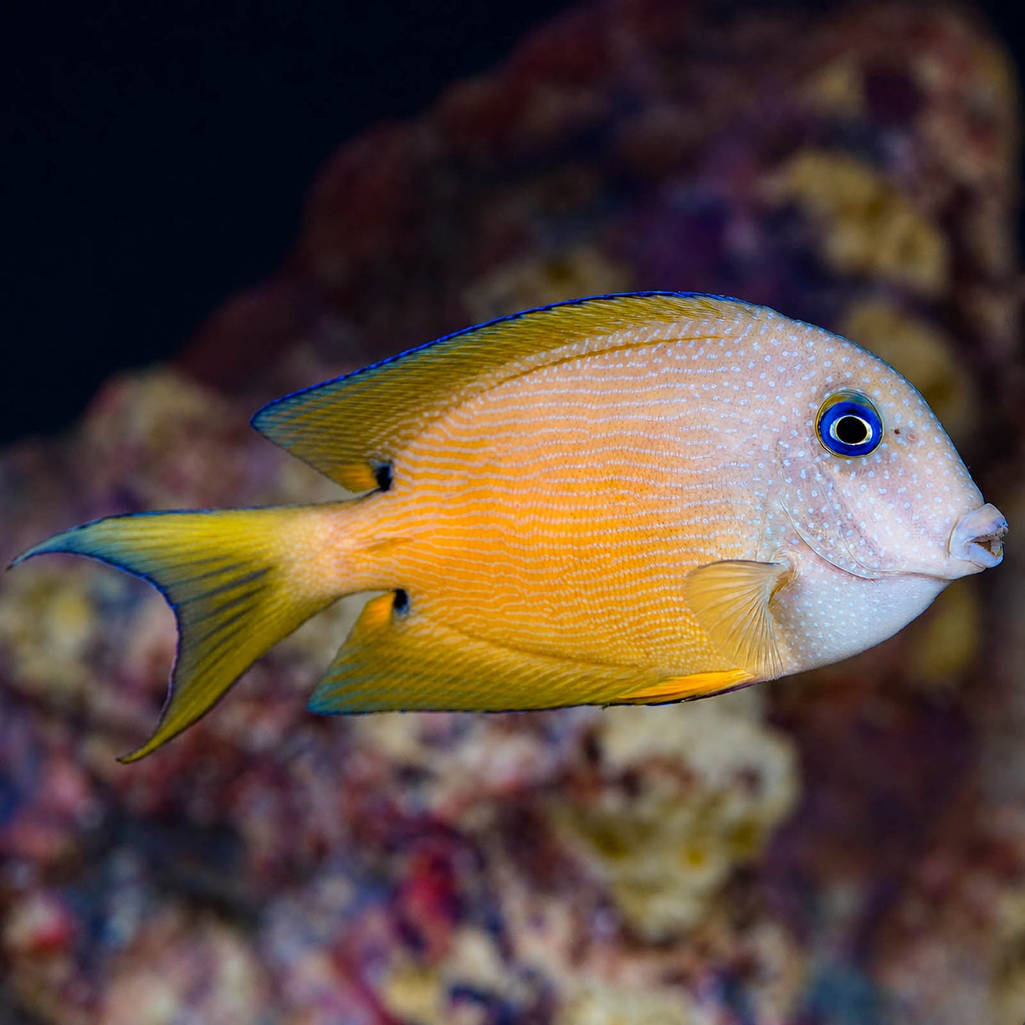 Two Spot Bristletooth Tang 4" WYSIWYG